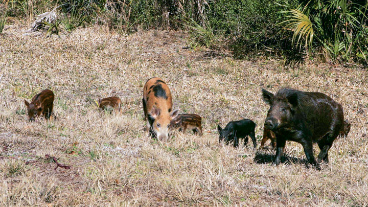 sounder of hogs scrounges for food