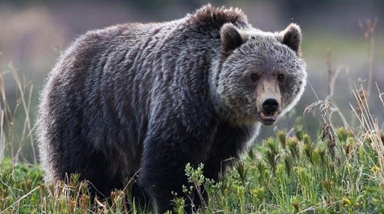 NRA Hunters' Leadership Forum | Deadly Consequences: Grizzly Bear Kills Camper in Montana