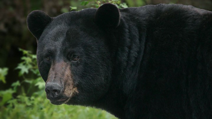Bear Hunting Season Closed in New Jersey