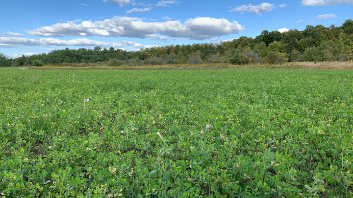 soybean field on private agricultural field