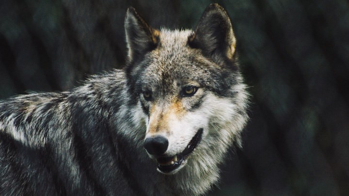 Biden Administration Says President Trump Was Right to Delist Gray Wolf 