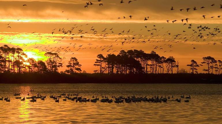 NRA Hunters' Leadership Forum | Voice of Leadership: Hunter-led Conservation: The Rise and Benefits of ‘NGOs’