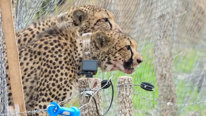 Momentous Moves: Cabela Family Transplants Wild Cheetahs to Mozambique in 2nd Historic Apex Predator Transport