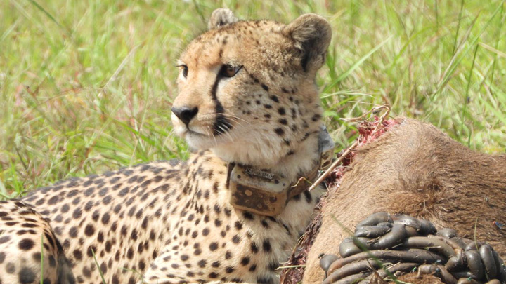 collared cheetah