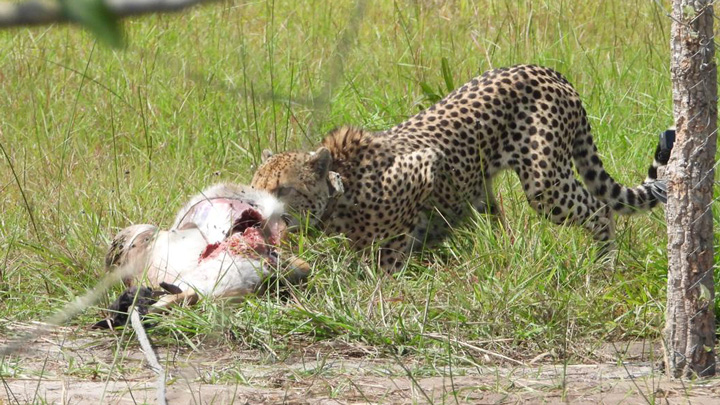 cheetah tugs on carcass of its prey