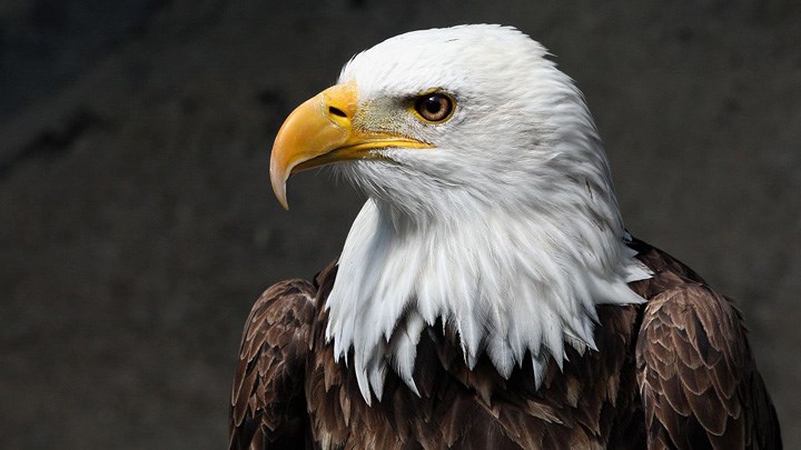 Eagle Eyes: 10 Anti-Hunting Groups to Watch