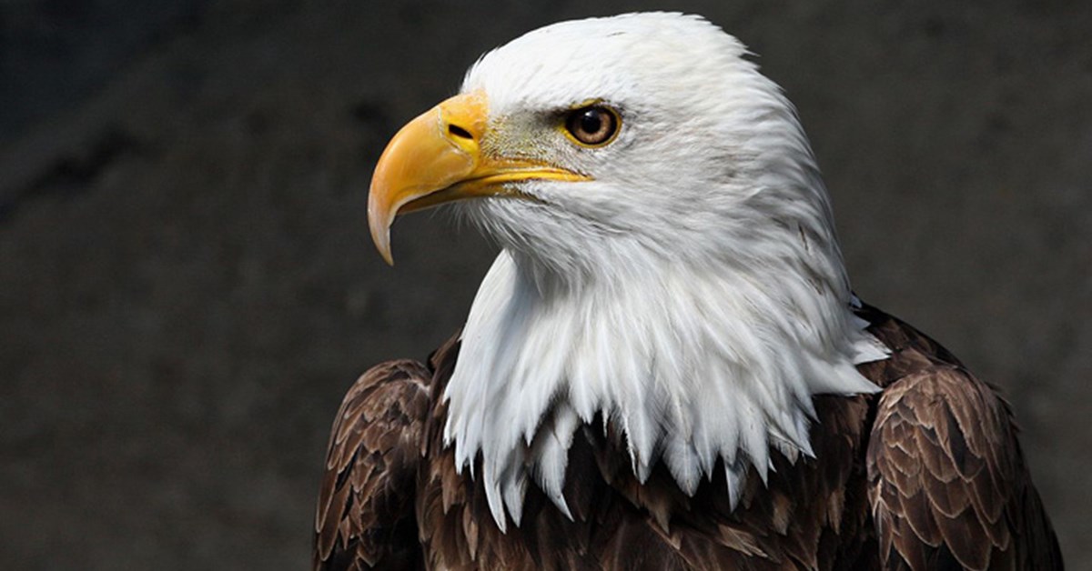 NRA Hunters’ Leadership Forum | Eagle Eyes: 10 Anti-Hunting Groups to Watch