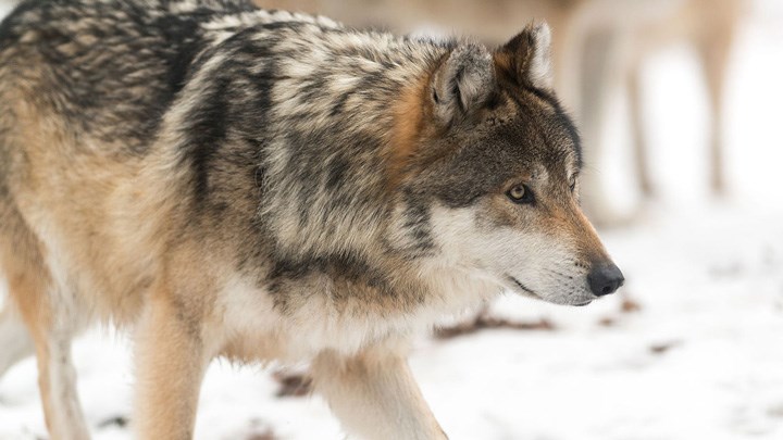 Biden Administration Flip-Flops on Gray Wolf Management