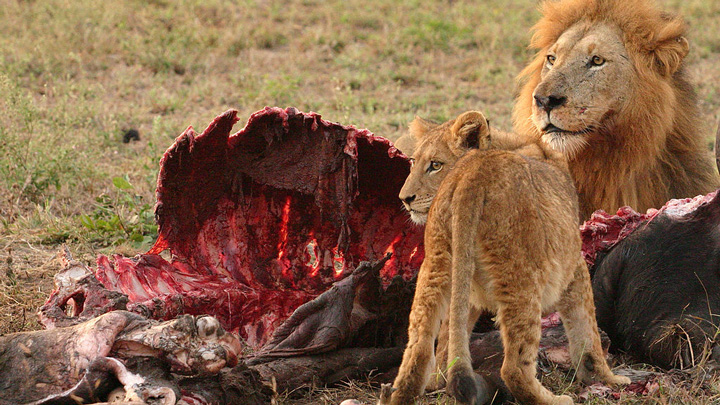 African lions feast on carcass