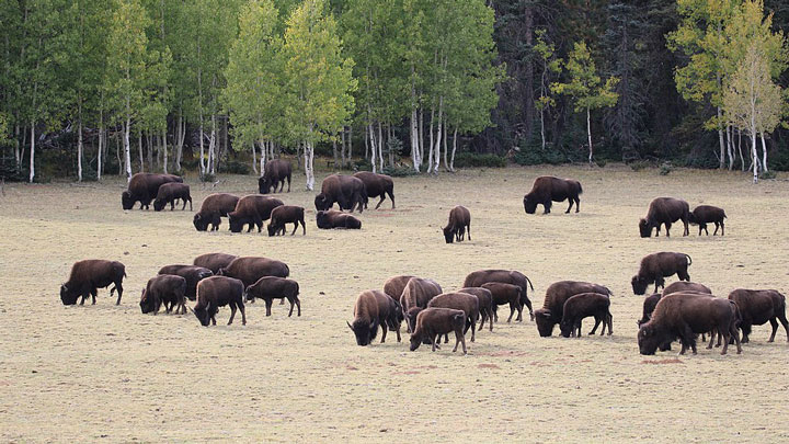 NRA Hunters' Leadership Forum | Hunter-Volunteers Kill 4 Bison in Grand Canyon National Park in Pilot Program to Control Expanding Herd