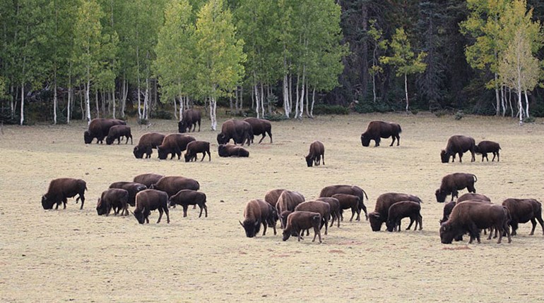 NRA Hunters' Leadership Forum | Hunter-Volunteers Kill 4 Bison in Grand Canyon National Park in Pilot Program to Control Expanding Herd
