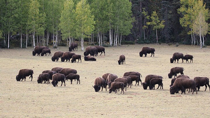 Hunter-Volunteers Kill 4 Bison in Grand Canyon National Park in Pilot Program to Control Expanding Herd