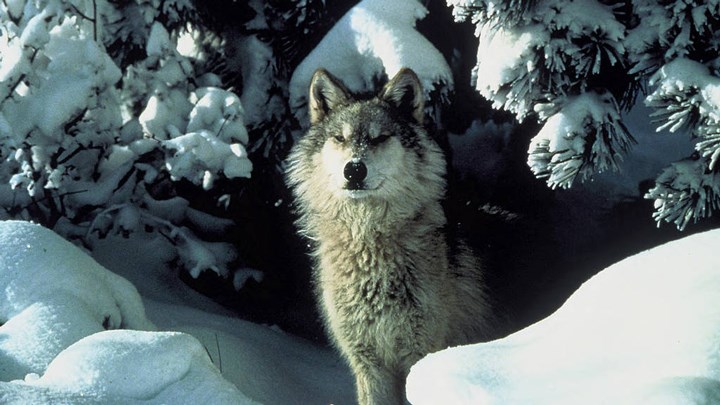 Federal Lawsuit Over Removal of Gray Wolf Protections Goes Before U.S. District Court Judge