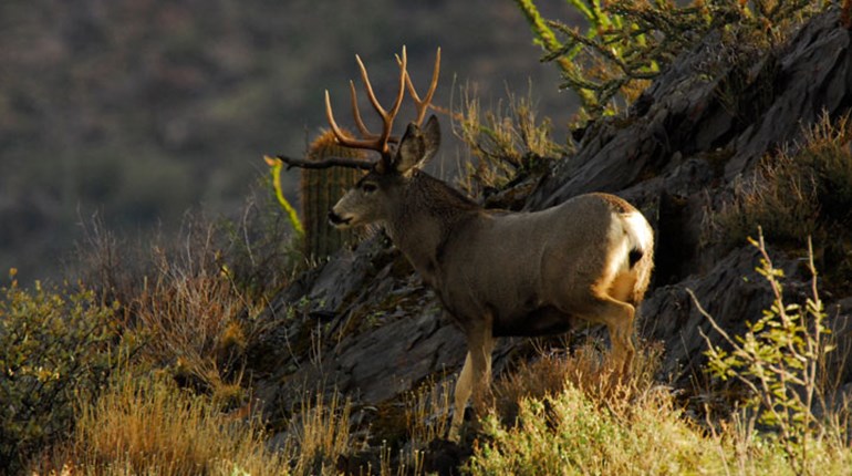 NRA Hunters' Leadership Forum | First Positive CWD Cases in Idaho Remind Hunters to Take Precautions
