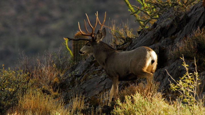 First Positive CWD Cases in Idaho Remind Hunters to Take Precautions