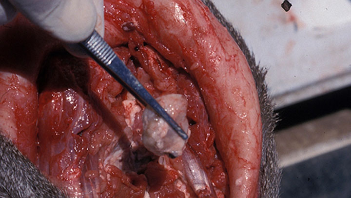 biology of cwd testing on deer