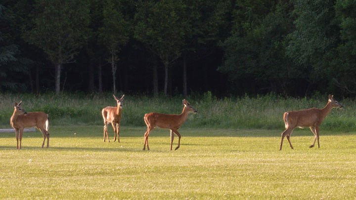 Can You Catch COVID-19 from Deer?