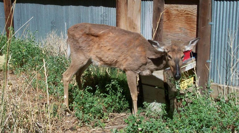 NRA Hunters' Leadership Forum | House Passes $70 Million Chronic Wasting Disease Research and Management Act