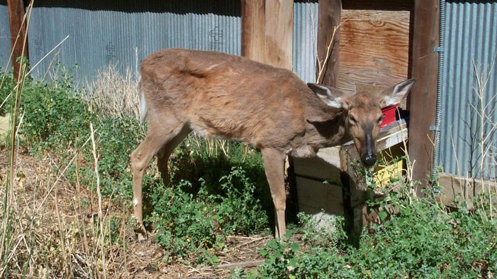 House Passes $70 Million Chronic Wasting Disease Research and Management Act