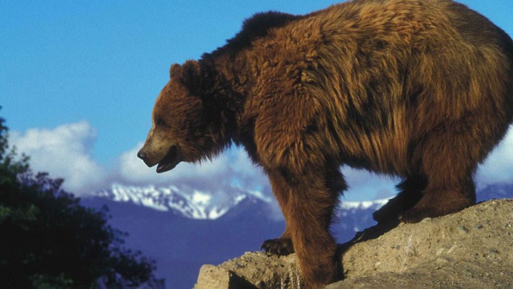 Examining the Challenges of Life in Grizzly Bear Country
