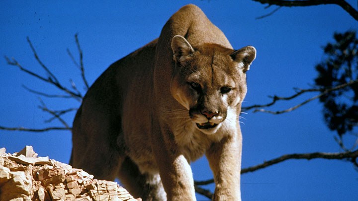 Hunter Alert: Submit Comments to AZ Fish and Game by Jan. 30 to Derail Cat and Bear Hunting Ban