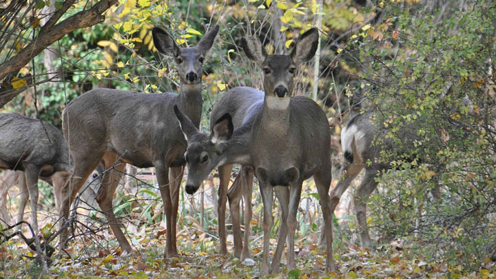 NRA Hunters' Leadership Forum | NRA, Hunter-Backed Groups Urge Senate to Pass $70 Million CWD Research and Management Act