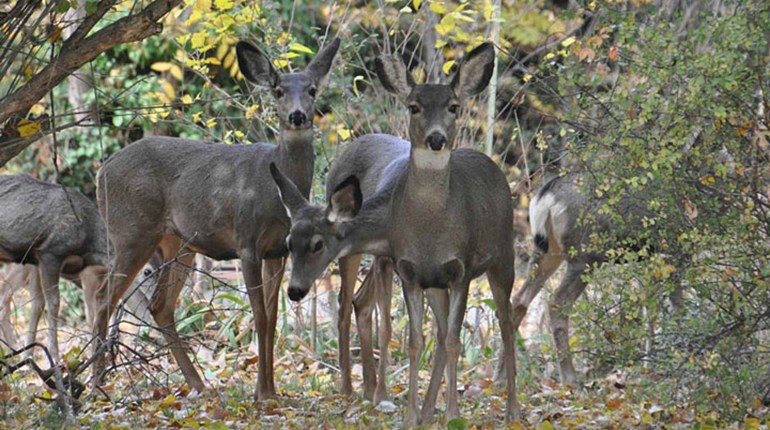 NRA Hunters' Leadership Forum | NRA, Hunter-Backed Groups Urge Senate to Pass $70 Million CWD Research and Management Act