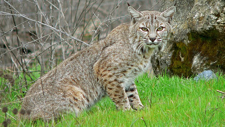 Colorado Lawmakers Vote 4-1 to Shut Down Cat Hunting Ban