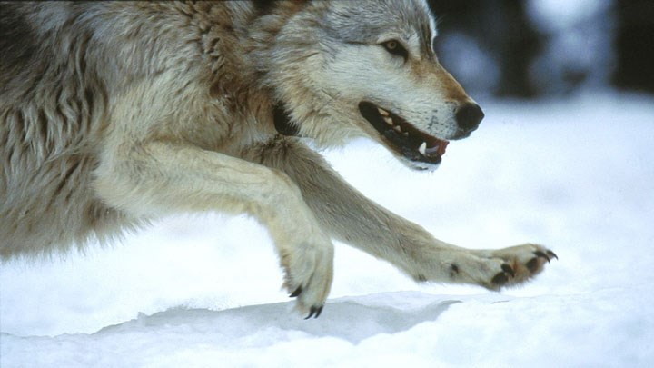 California Judge Restores Federal Protection For Gray Wolves