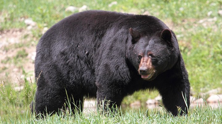 NRA Hunters' Leadership Forum | NRA, Hunter-Backed Groups Fight HSUS Push  to End California Black Bear Hunt