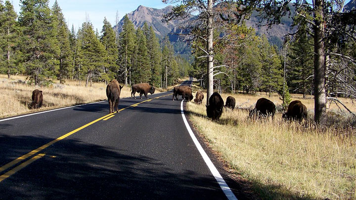 NRA Hunters' Leadership Forum | Yellowstone Culls Park Bison as Population Expands into Montana