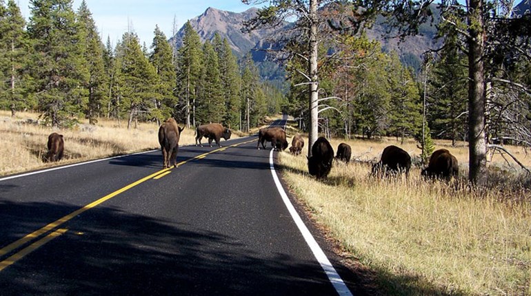 NRA Hunters' Leadership Forum | Yellowstone Culls Park Bison as Population Expands into Montana