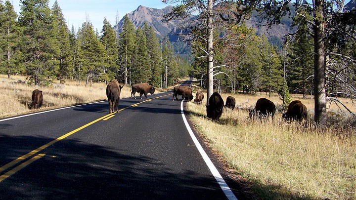 Yellowstone Culls Park Bison as Population Expands into Montana