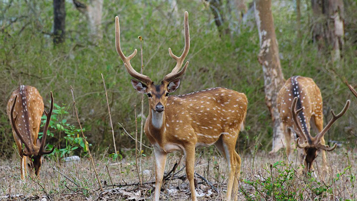 NRA Hunters' Leadership Forum | Hunt 24/7 by Helping to Control Invasive Species