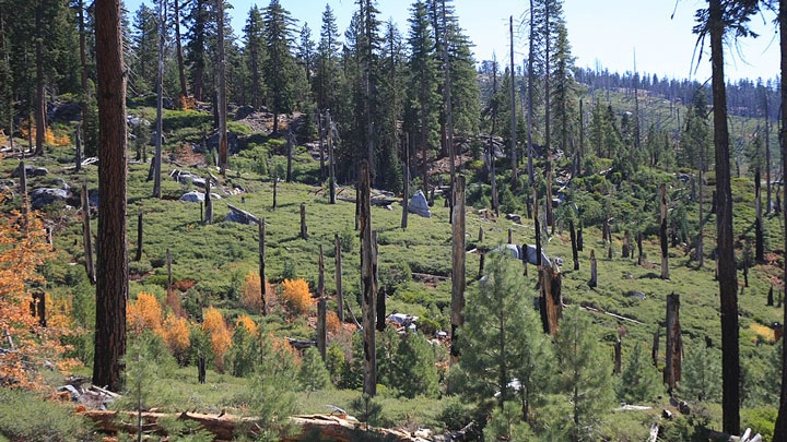 photograph of forest restoration and regrowth after wildfire