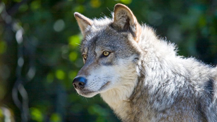 Conservation Groups Urge Interior Department to Appeal Federal Court’s Relisting of Gray Wolf