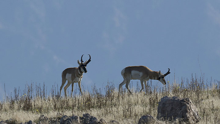 pronghorn antelope roam the plains