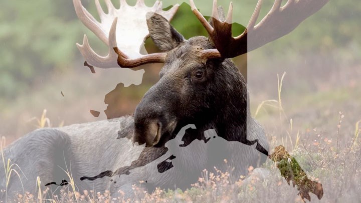 Federal Subsistence Board Closes Millions of Acres in Alaska to Non-Local Caribou and Moose Hunters