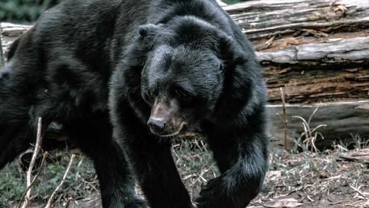 Making Progress: Hunters Win as California Slaps Down Black Bear Hunting Ban