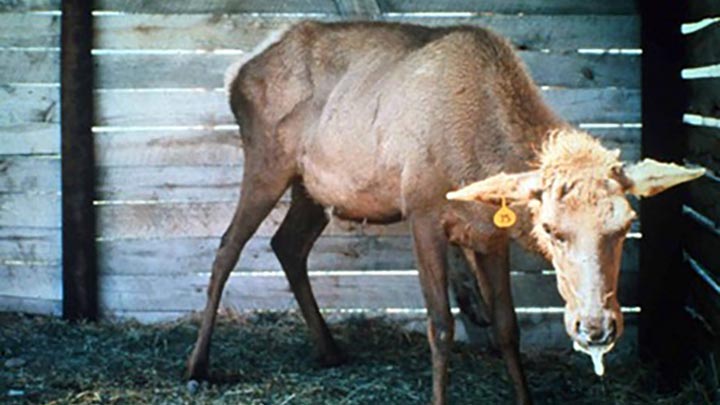 emaciated elk shows effects of chronic wasting disease