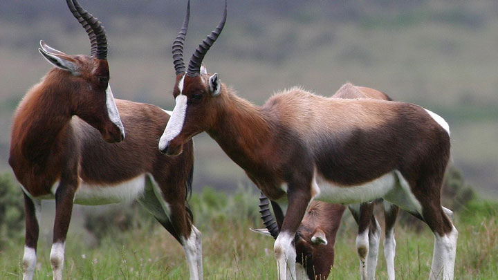bontebok antelope of africa