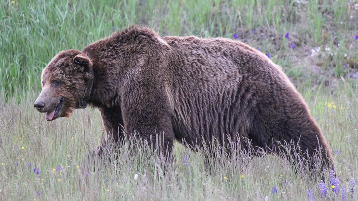 The Ongoing Saga of the Grizzly Bear
