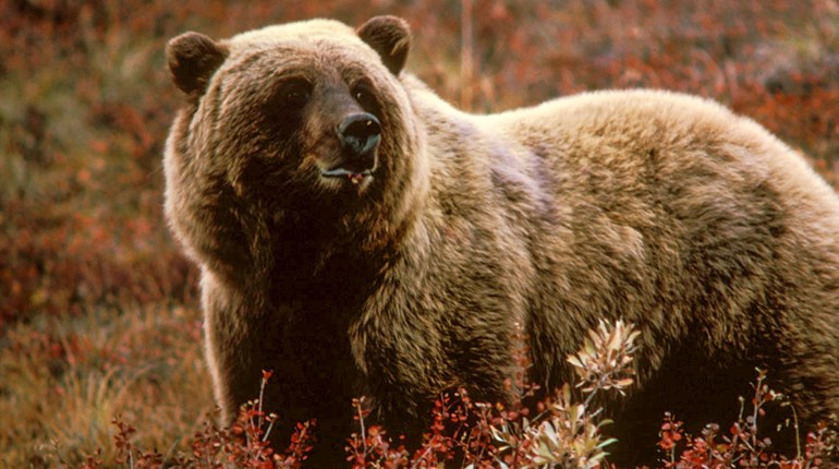 NRA Hunters' Leadership Forum | Report Says Montana Camper’s Fatality Due to Rare Predatory Grizzly Bear Attack