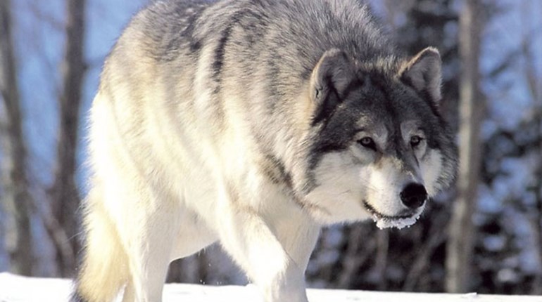 NRA Hunters' Leadership Forum | Animal Rights Extremist Groups Sue Feds over Missed Deadline on Gray Wolf Decision
