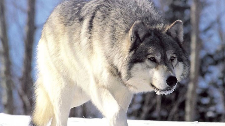 Animal Rights Extremist Groups Sue Feds over Missed Deadline on Gray Wolf Decision
