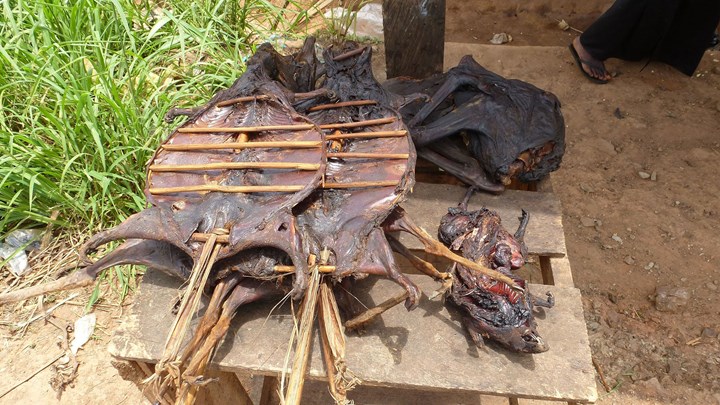 Eating Eden to Extinction: Understanding Africa’s Bushmeat Crisis