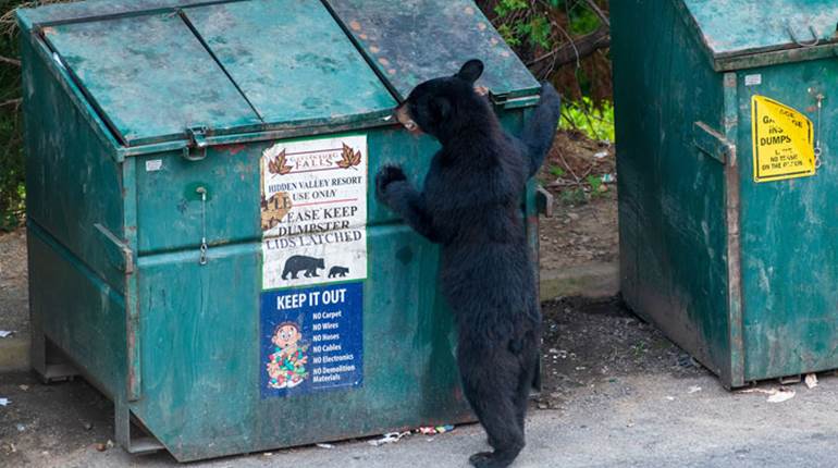 NRA Hunters' Leadership Forum | Black Bear Attacks 10-Year-Old Connecticut Boy