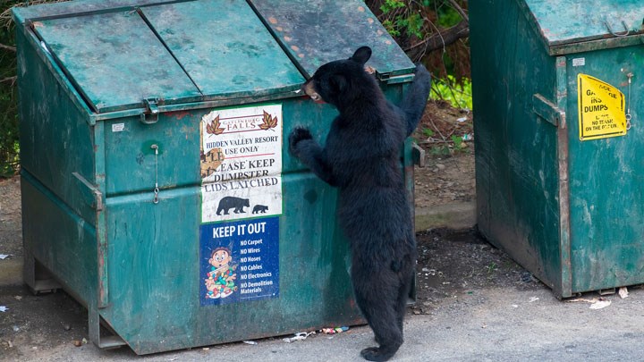 Black Bear Attacks 10-Year-Old Connecticut Boy