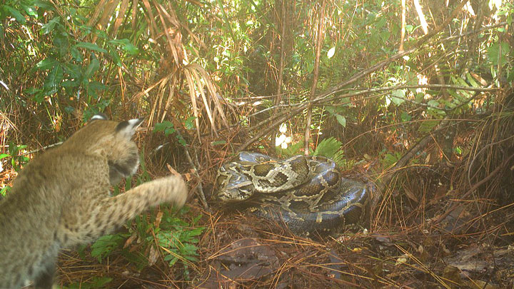 florida bobcat inspects a burmese python