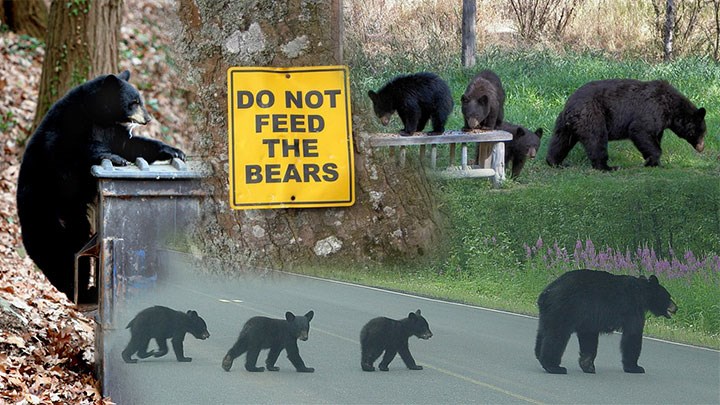 NJ Governor Reinstates Bear Hunt, Cites “Data is Clear: Our Black Bear Population Is Growing”